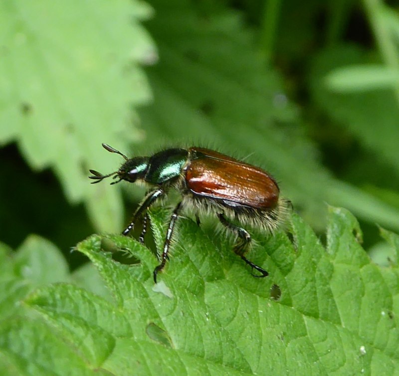 Смородина Gartenlaubkäfer (Phyllopertha horticola)