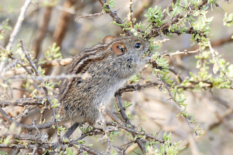 Rhabdomys pumilio