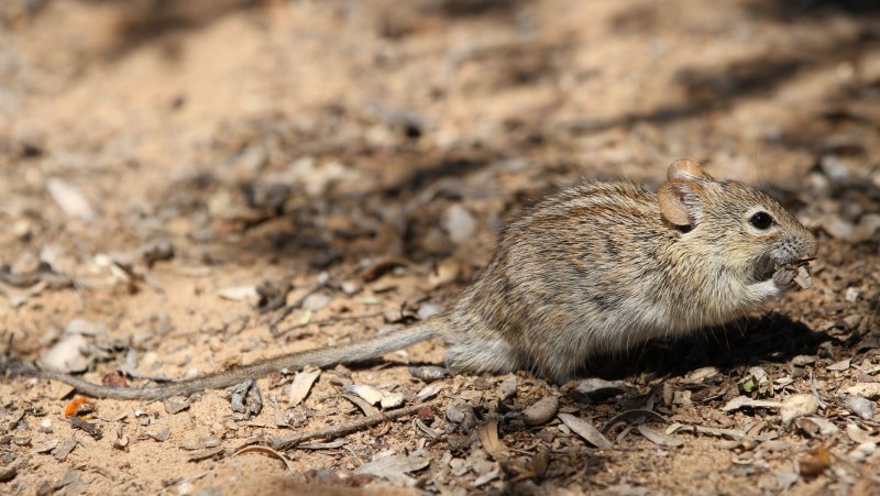Rhabdomys pumilio
