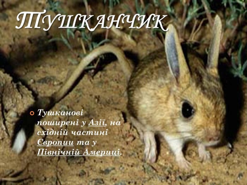 Тушканчик Земляной заяц