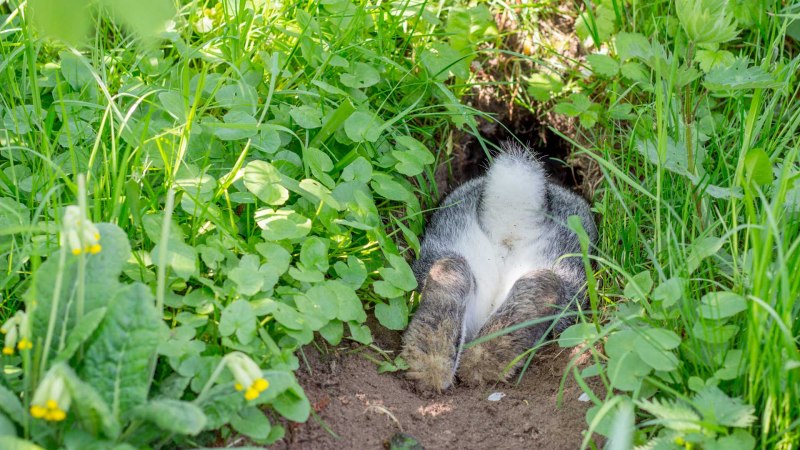 Кротовая Нора= кроличья Нора
