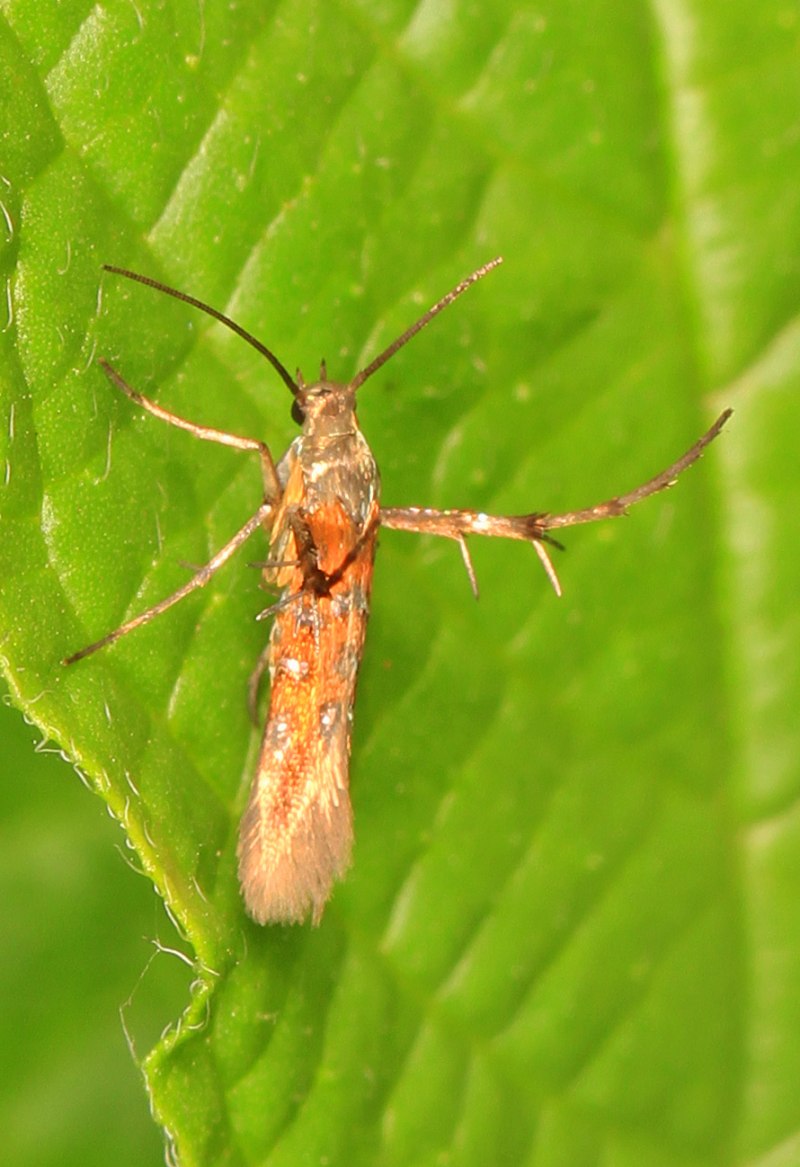 Glossata