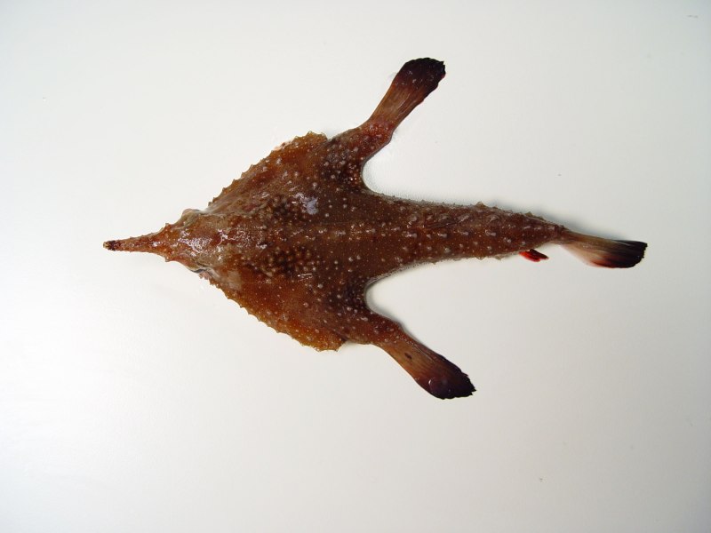 Ogcocephalidae