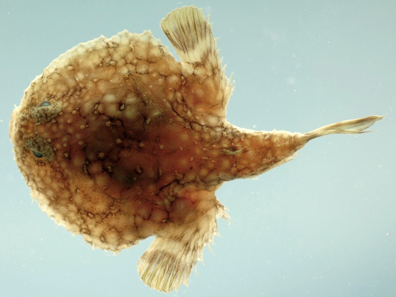 Halieutichthys aculeatus