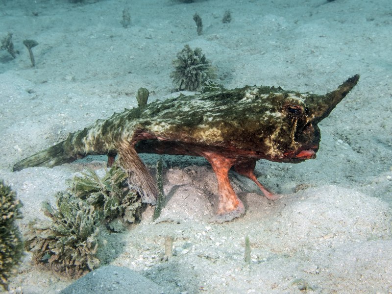 Морские животные которые ходят по дну