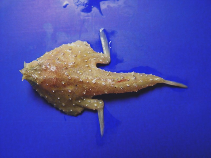 Морской нетопырь