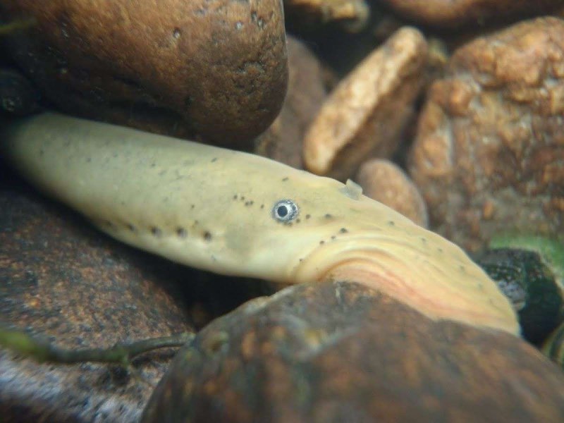 Морская минога (Petromyzon Marinus)