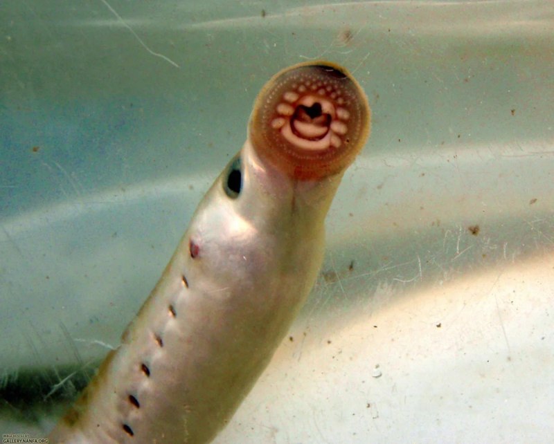 Морская минога (Petromyzon Marinus)