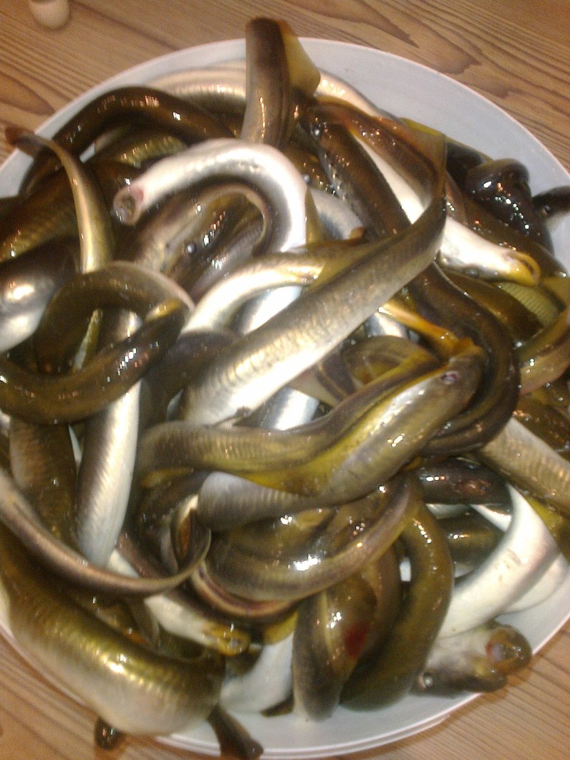 Речная минога