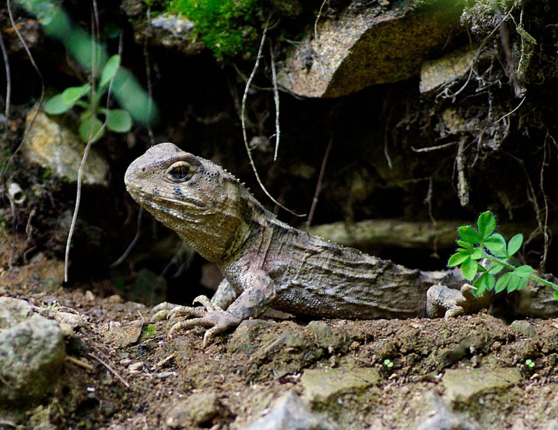 Гаттерия Sphenodon punctatus