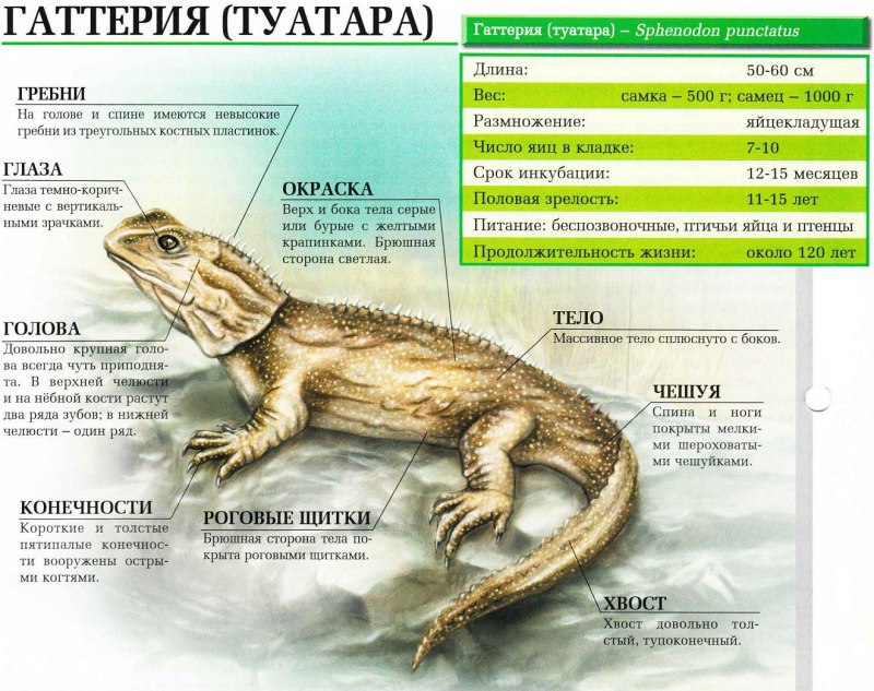 Гаттерия строение тела