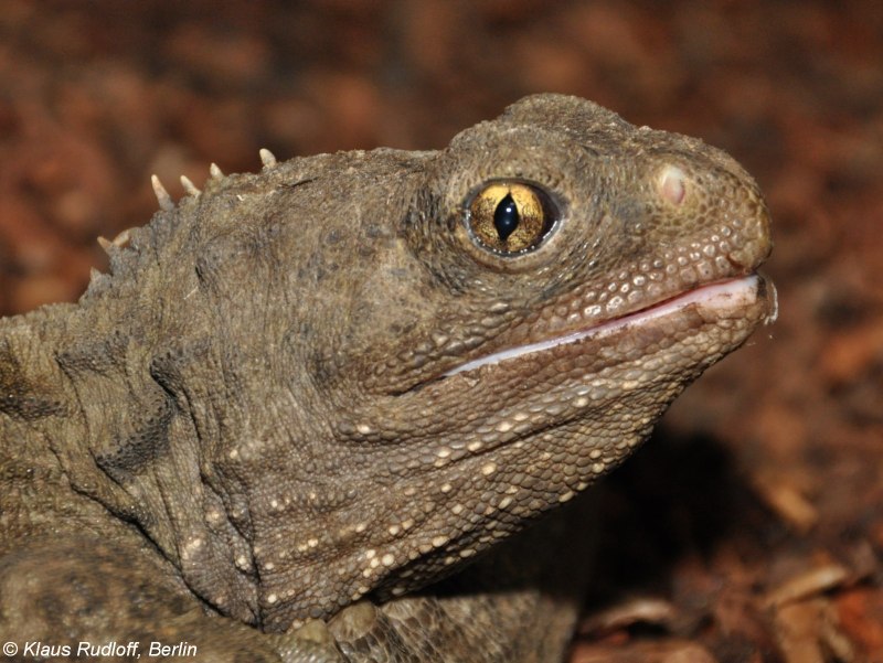 Гаттерия (туатара), Sphenodon punctatus