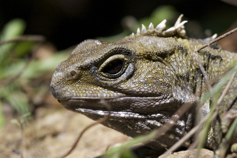 Гаттерия Sphenodon punctatus