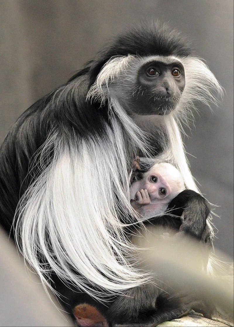 Colobus angolensis