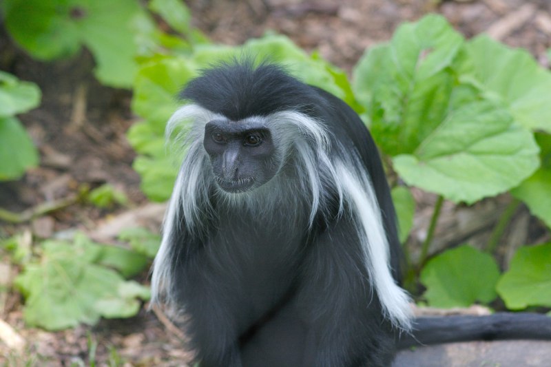 Colobus angolensis