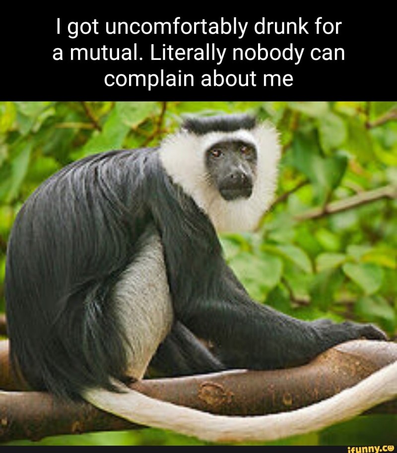 Colobus vellerosus