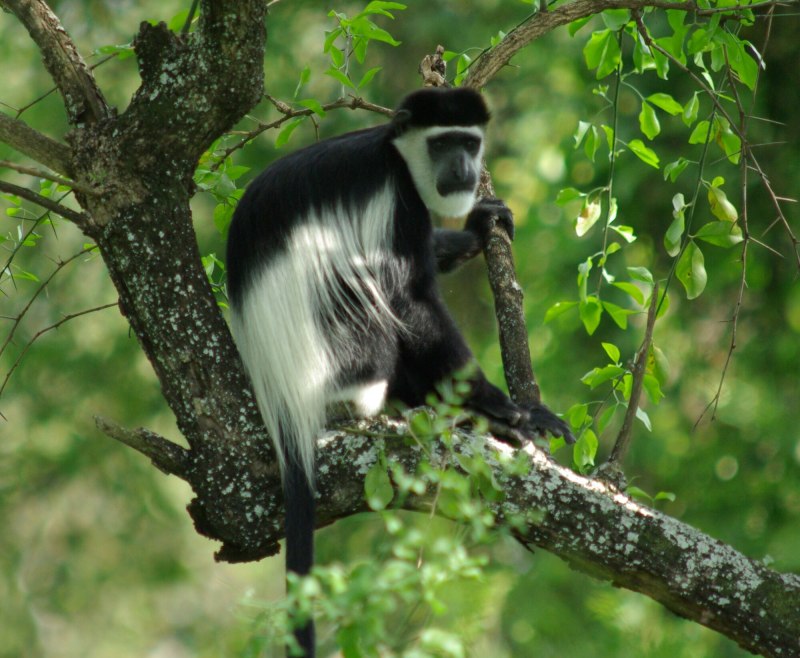 Colobus Satanas