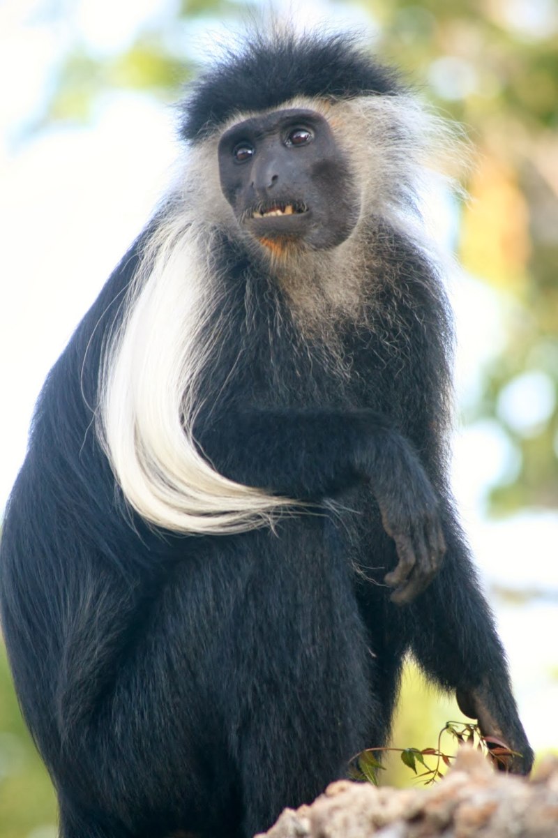 Colobus angolensis