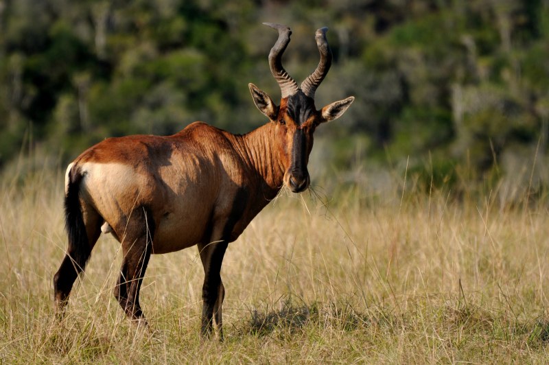 Alcelaphus buselaphus