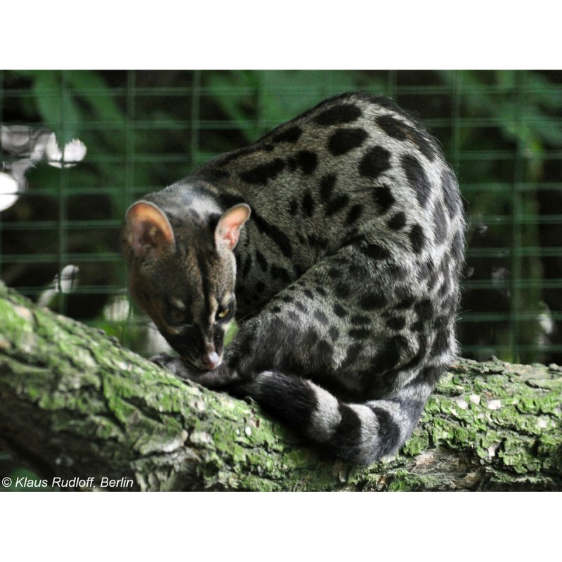 Дикая кошка генетта