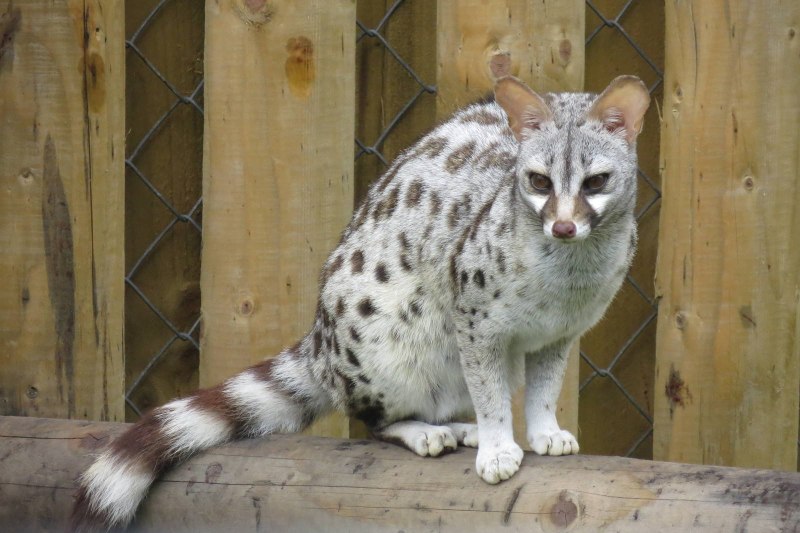 Генетта кошка