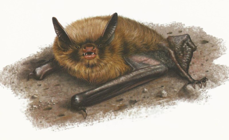 Ночница Брандта (Myotis brandtii (Eversmann, 1845))