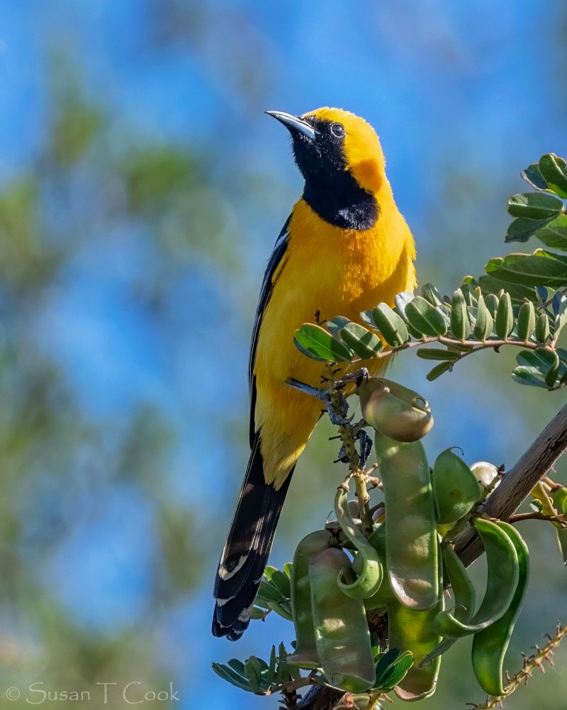 Icterus cucullatus)