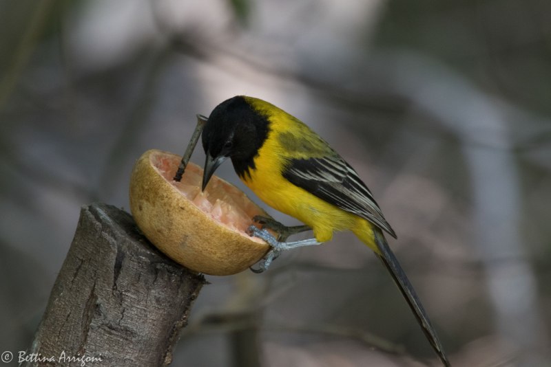 Oriole Radio