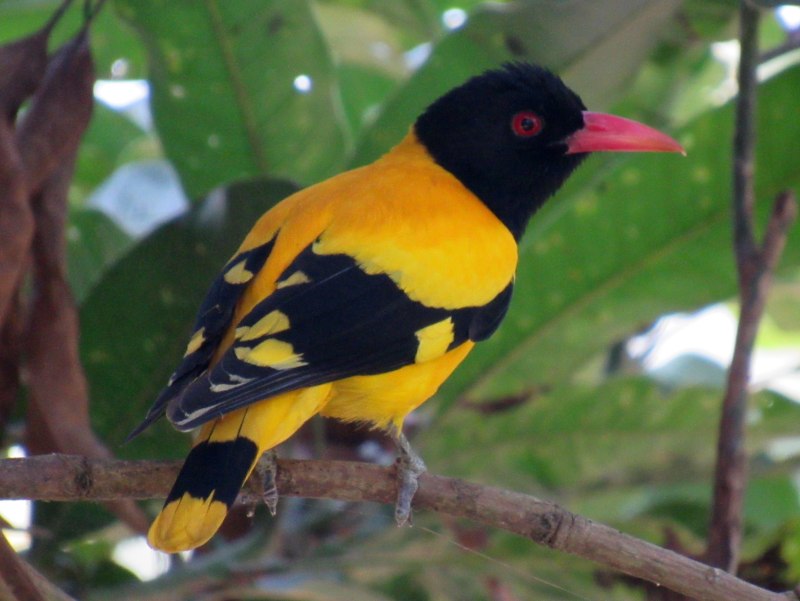 Oriolus xanthornus