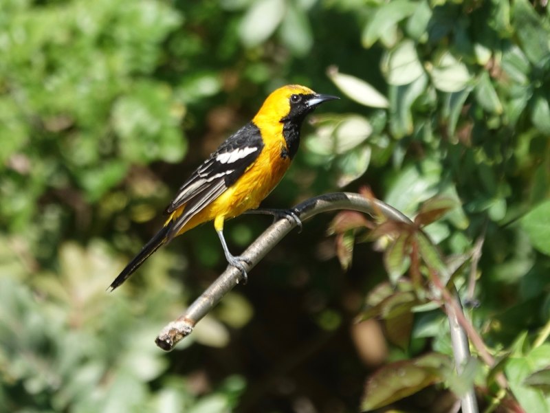 Oriole Radio