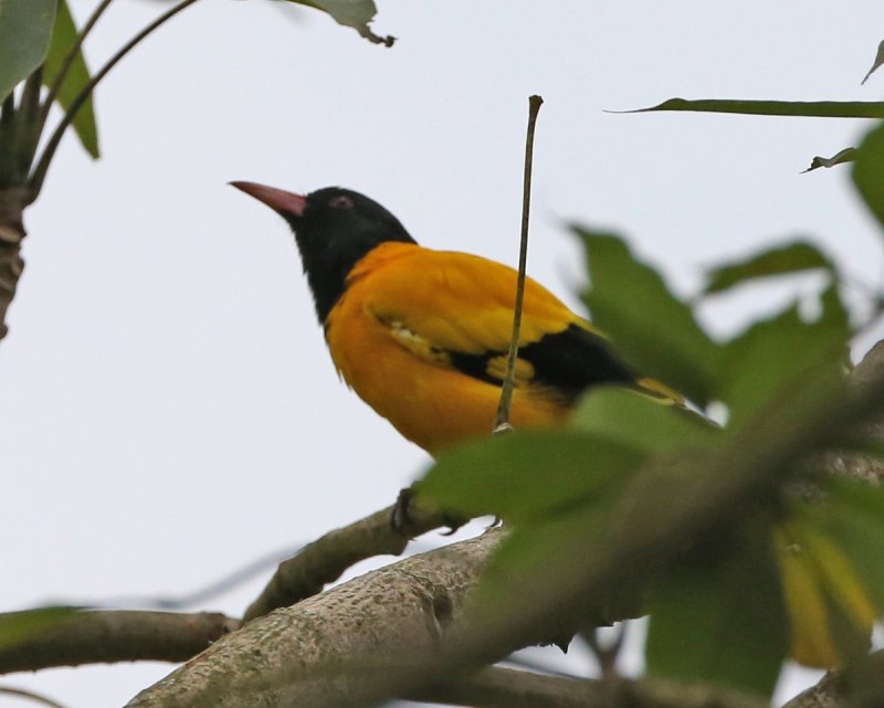 Oriolus xanthornus