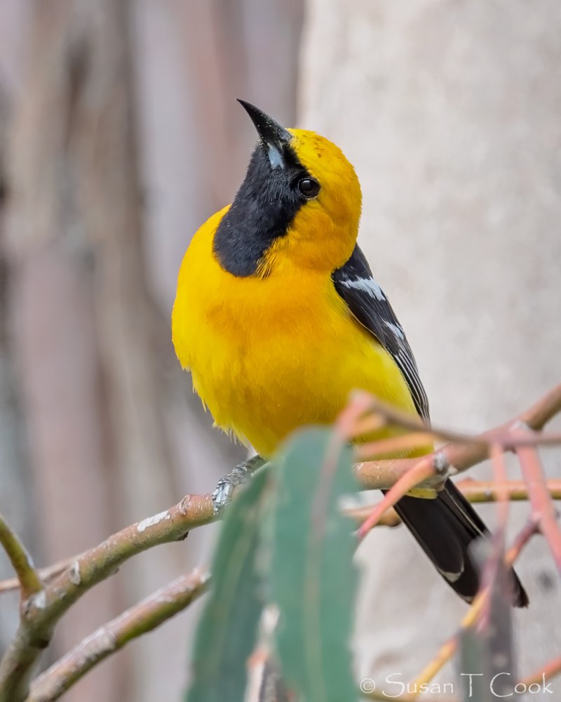 Icterus cucullatus)