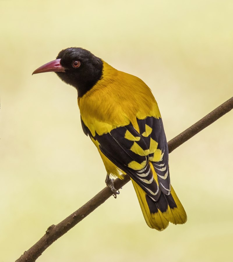 Oriolus xanthornus