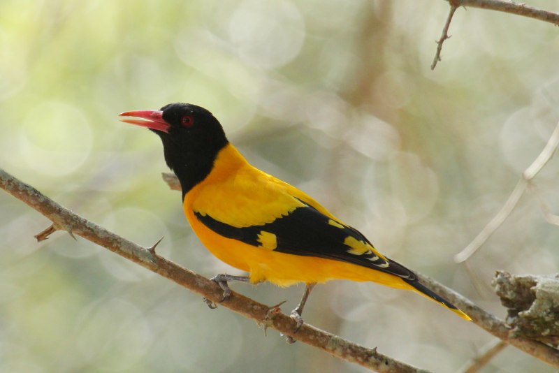 Oriolus xanthornus