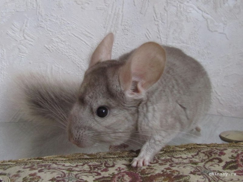 Шиншилла гетеробеж