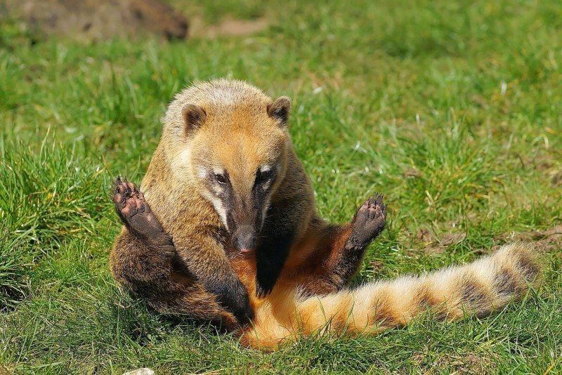 Носуха коати