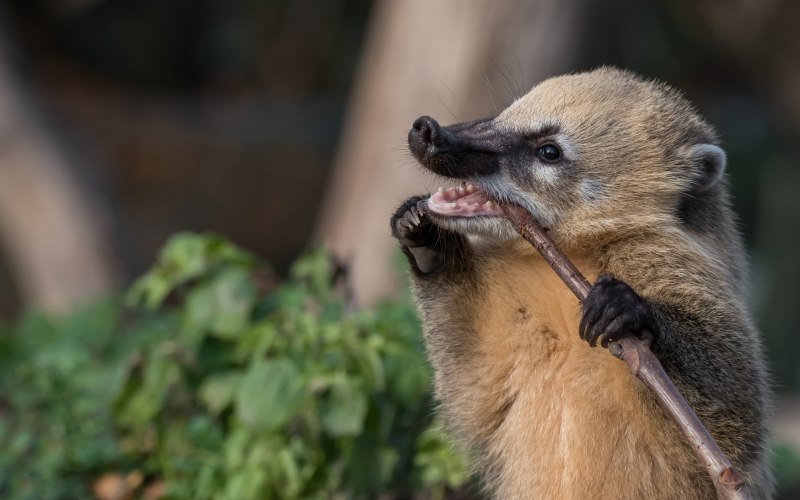 Носуха коати