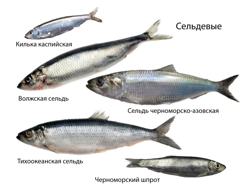 Отряд Сельдеобразные представители