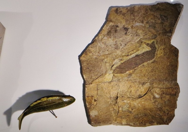 Birkenia elegans