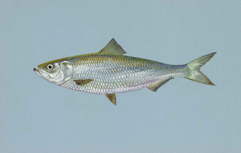 Alosa aestivalis