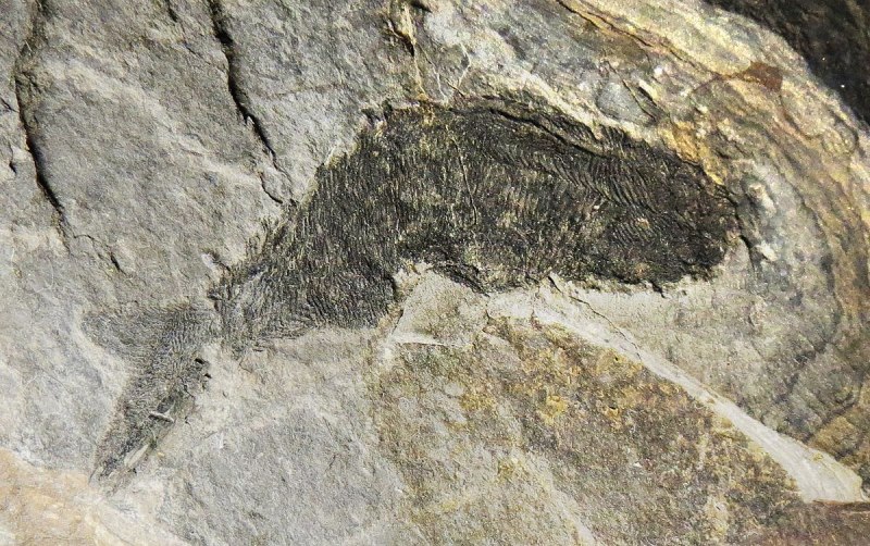 Birkenia elegans