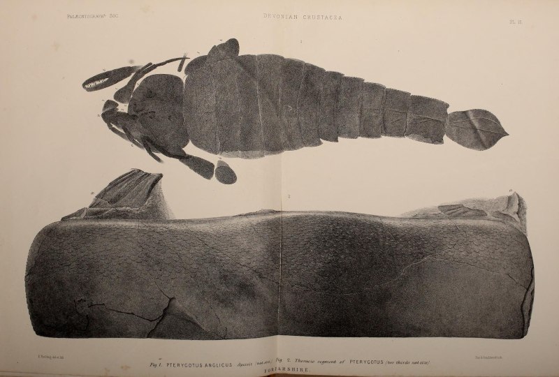 Pterygotus Anglicus