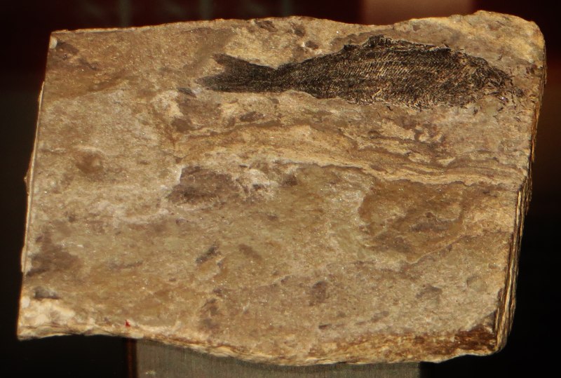 Birkenia elegans