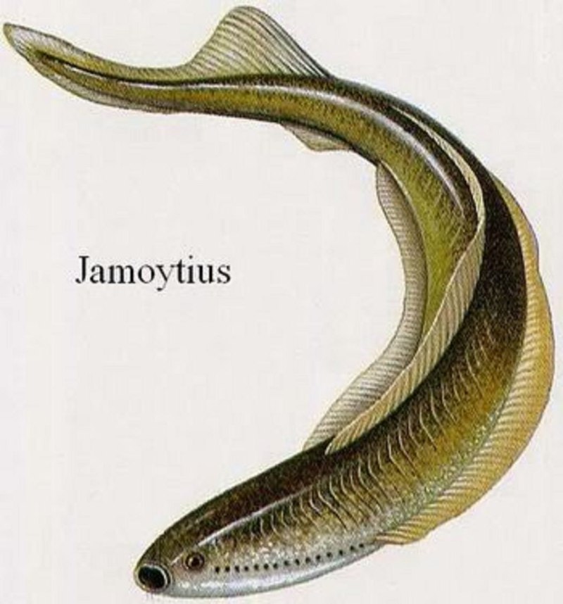 Jamoytius kerwoodi