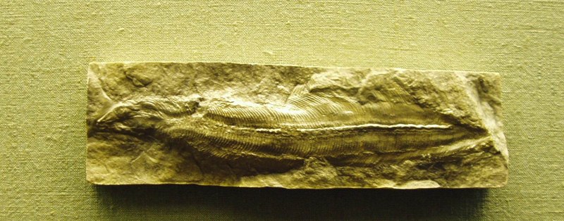 Pharyngolepis