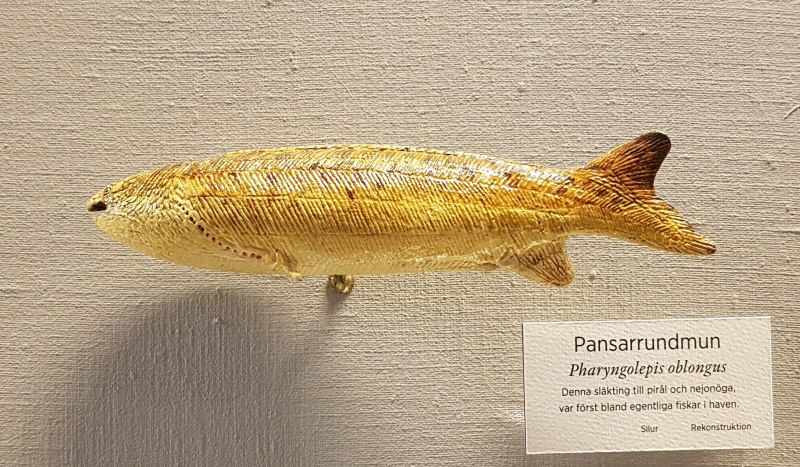Pharyngolepis