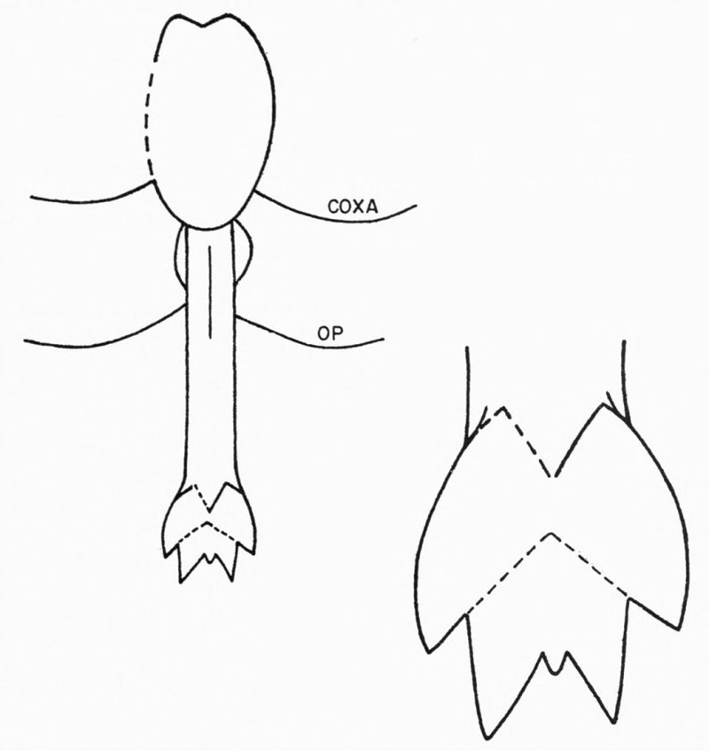 Buffalopterus