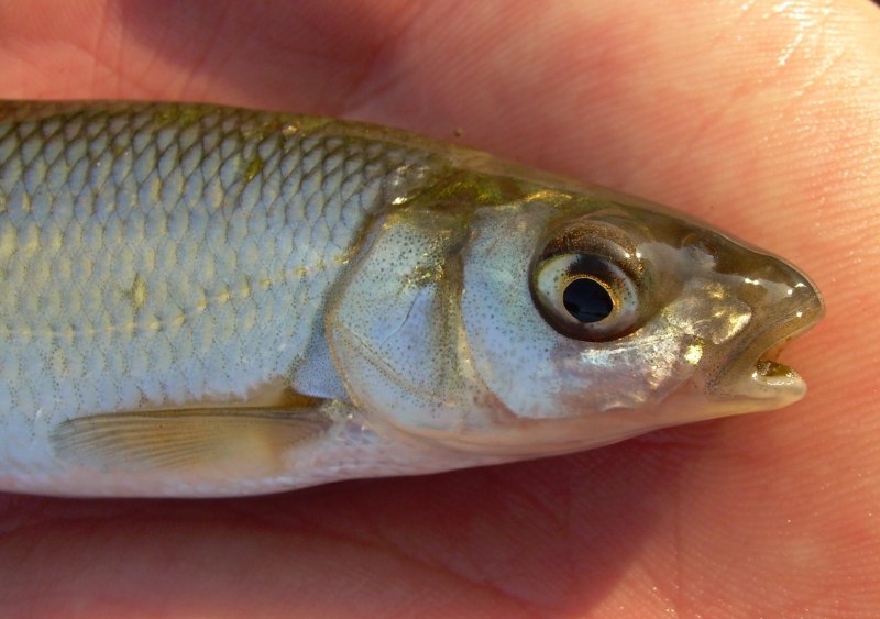 Елец Leuciscus Leuciscus