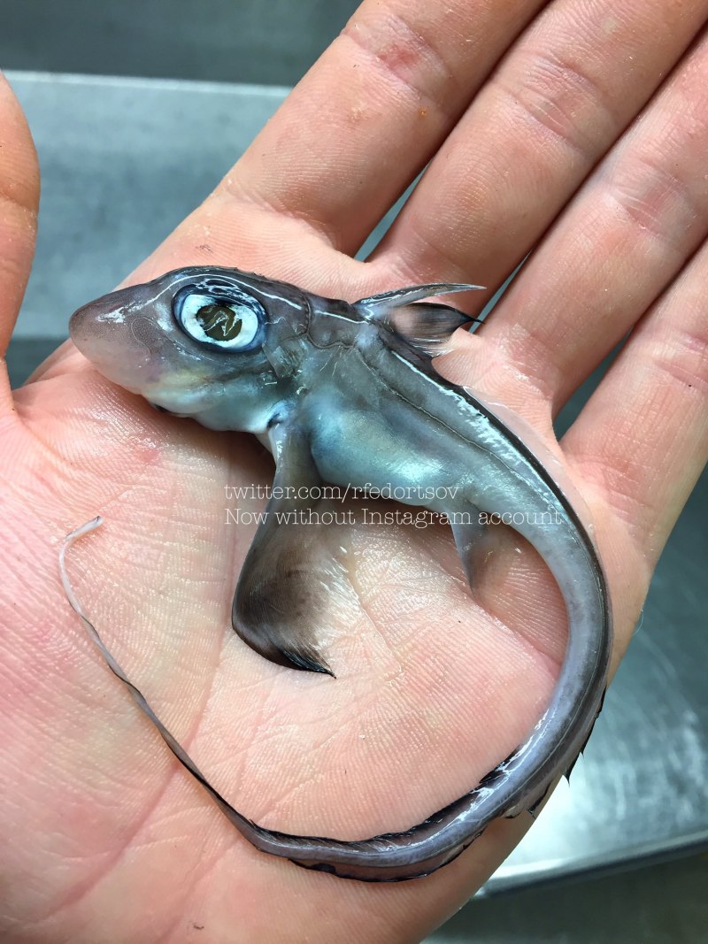Морская крыса рыба Химера