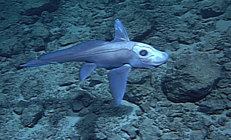 Pointy-Nosed Blue Chimaera